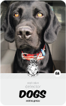 dog card : Argo