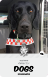 dog card : Harlo