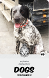 dog card : Rocky