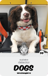 dog card : Maddie