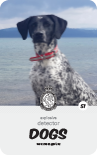 dog card : Ryder