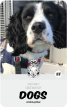 dog card : Clueso