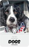dog card : Camo