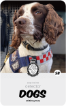 dog card : Travis
