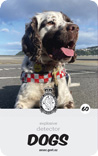 dog card : Rua