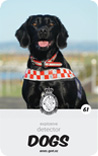 dog card : Asta