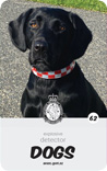 dog card : Ari