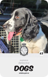 dog card : Ollie
