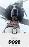 dog card : Gaz