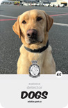 dog card : Red