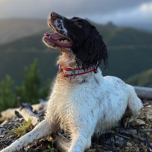 Baxter 1
