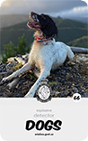 dog card : Baxter