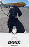 dog card : Huey