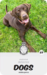 dog card : Rusty