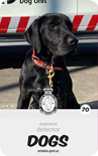 dog card : Beau