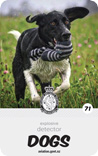 dog card : Tua