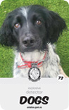 dog card : Bud