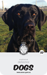 dog card : Hunter