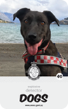 dog card : Mindy