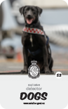 dog card : Paige