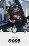 dog card : Ash
