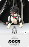 dog card : Nitro