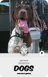 dog card : Bella