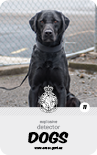 dog card : Jake