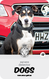 dog card : Benny