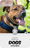 dog card : Blaze