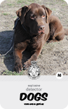 dog card : Yogi