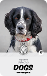 dog card : Fiddy