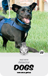 dog card : Sammi