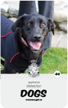 dog card : Grace