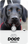 dog card : Jed