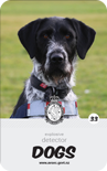 dog card : Lucky