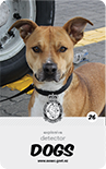 dog card : Marley