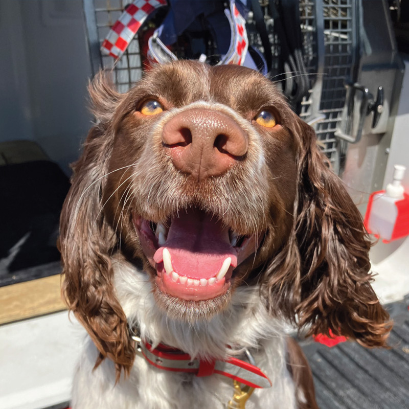 Ozzie 1