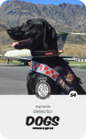 dog card : Riley