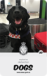 dog card : Shilo