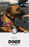 dog card : Taz