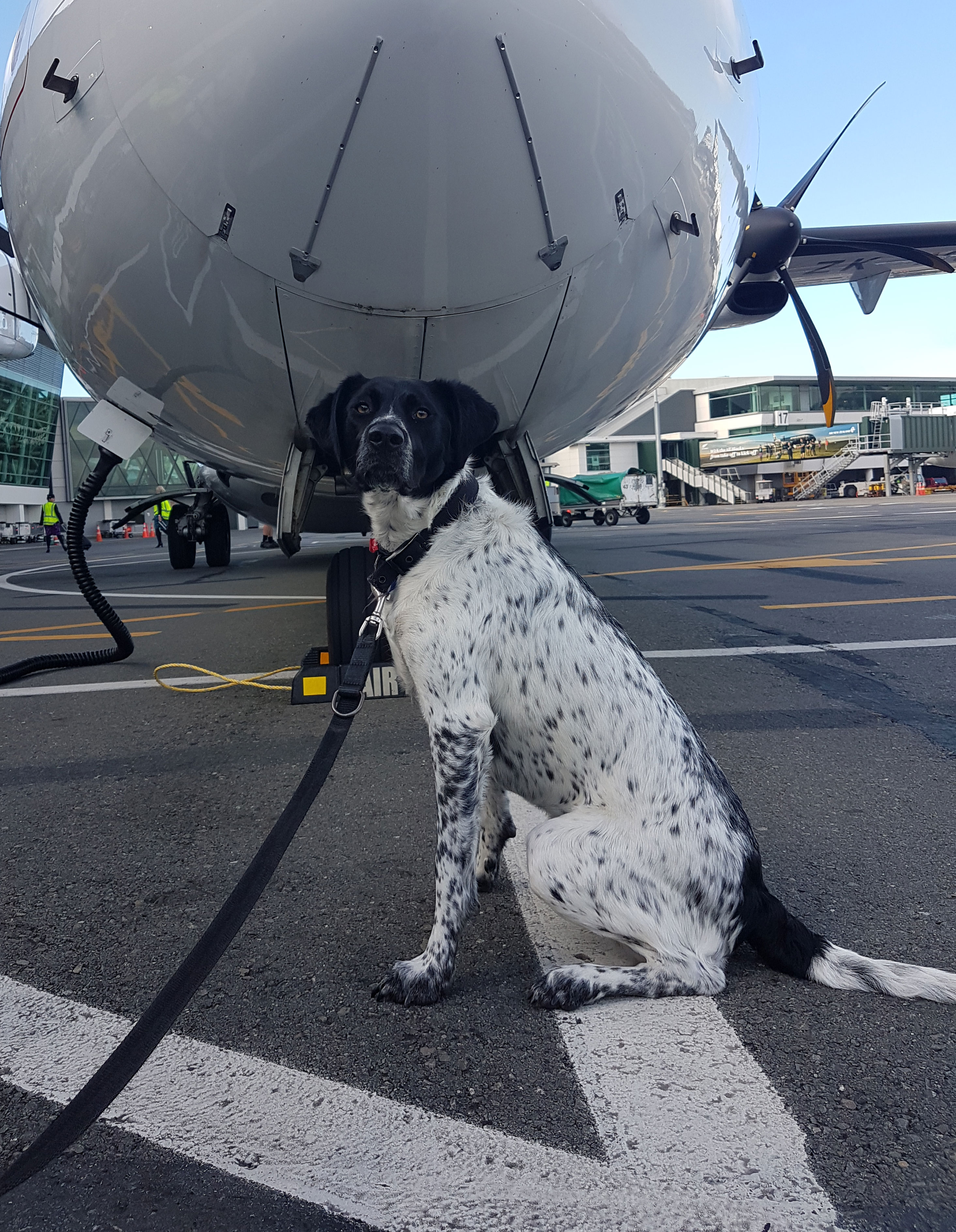 Ziva 2