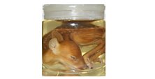 Preserved specimens