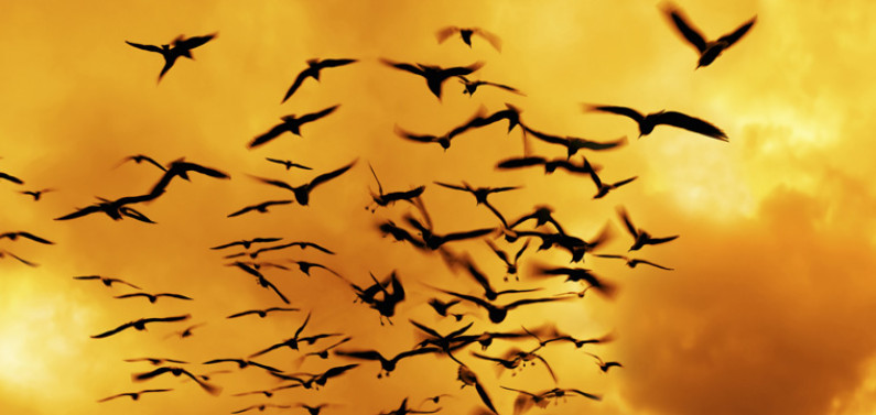 bird tile