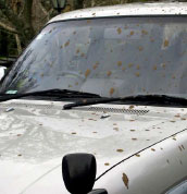 Effluent on car