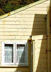 Effluent on house
